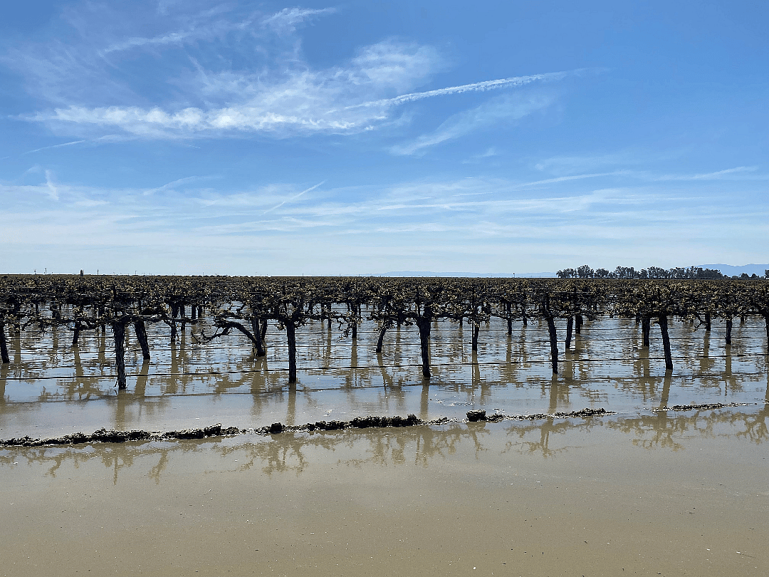 A flooded vineyard at Terranova Ranch