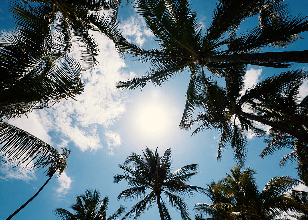 Palm trees against a blue sky with white clouds.
