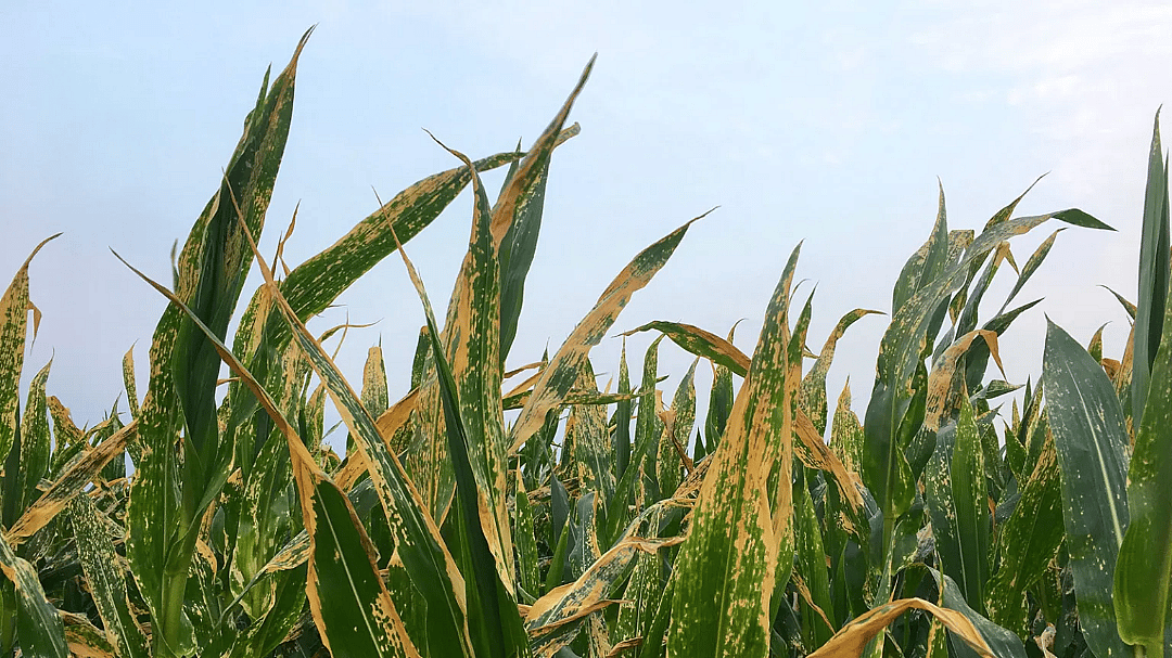 Northern corn blight, seen here, produces different markings on the diseased leaves.