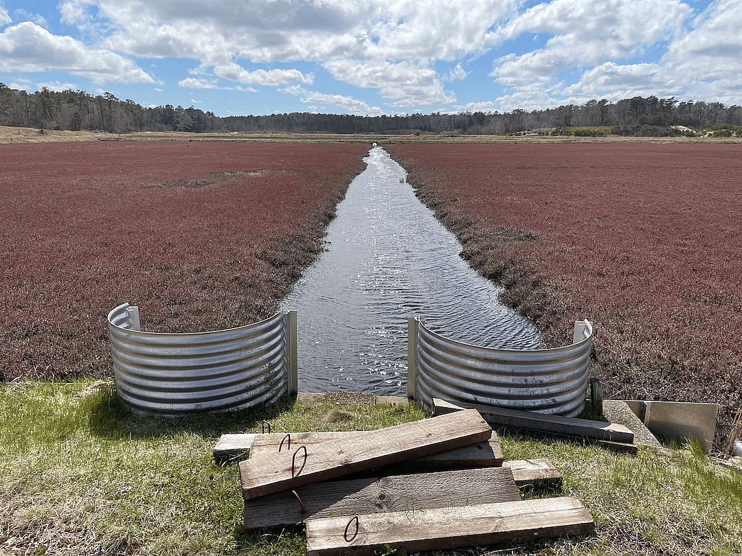 A large cranberry farm in Plymouth, Massachusetts