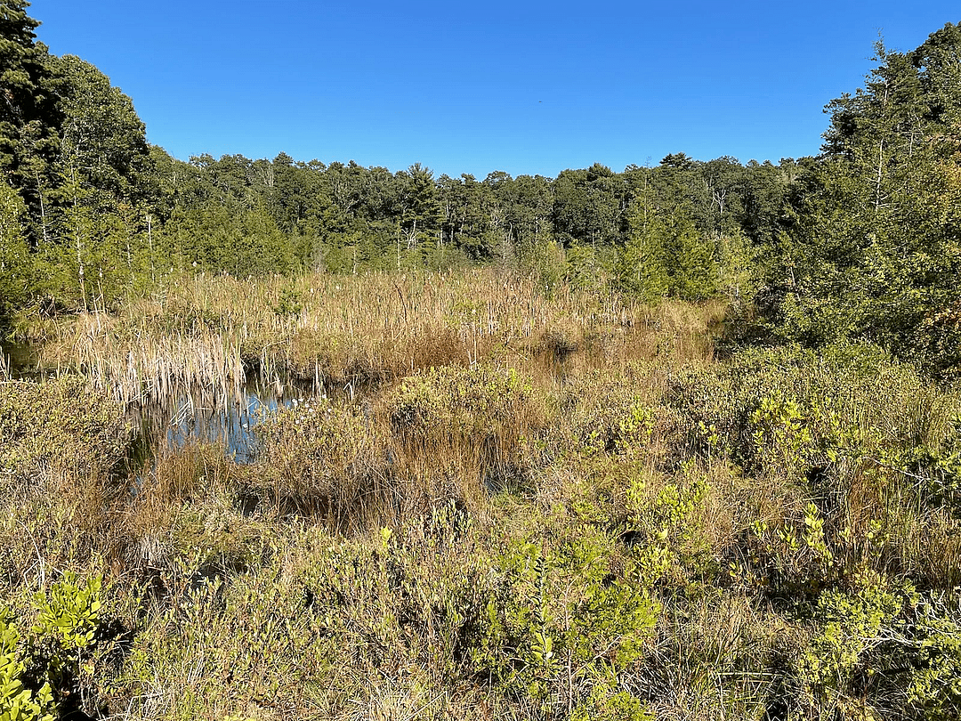 The Eel River Headwater Preserve, a former cranberry farm, in 2023, 13 years after wetland restoration.