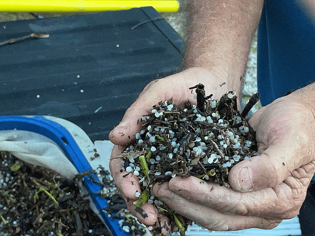 Wilson holds a pile of dirt containing hundreds of nurdles found in the Lavaca and San Antonio bays.