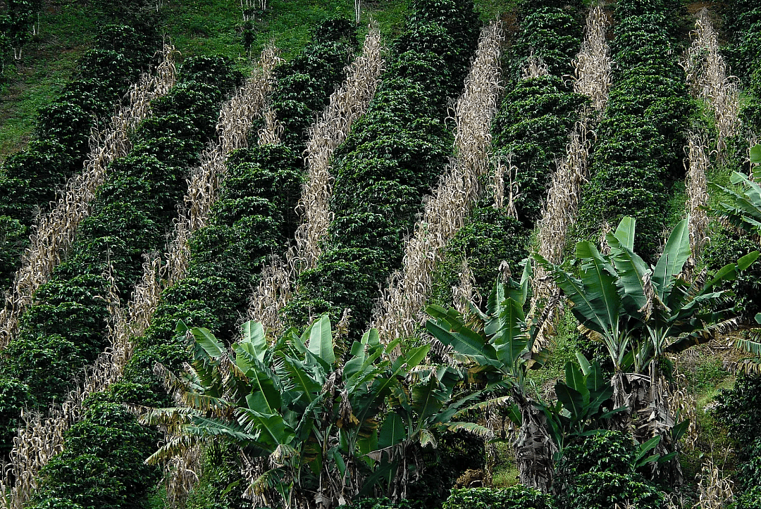 Intercropping with rows of corn planted alongside coffee at a farm in Brazil.
