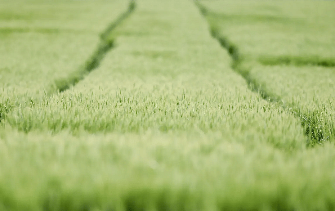 Wheat grows in a field along Mertz Road in Maxatawny Township, Pennsylvania.
