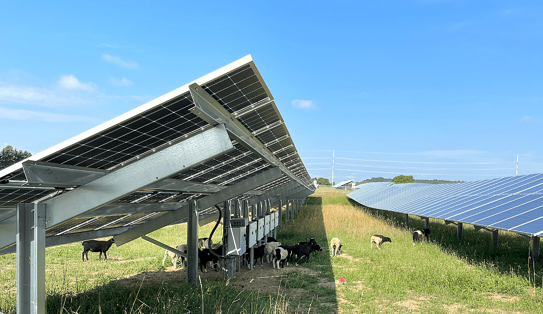 Sheep graze around solar panels at Heritage Sustainable Energy's M-72 array on Aug. 2, 2023.