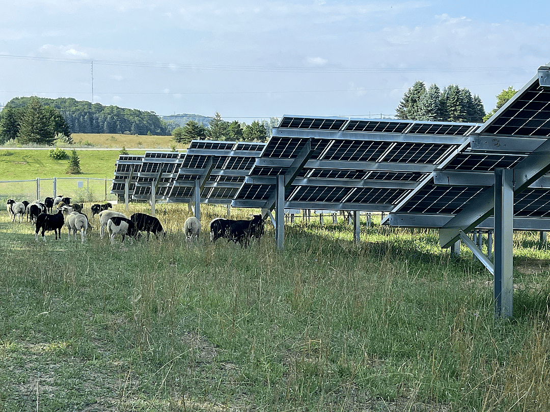 Sheep graze around solar panels at Heritage Sustainable Energy's M-72 array on Aug. 2, 2023.