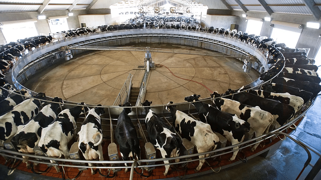 cows gathered in a circle at a farm facility