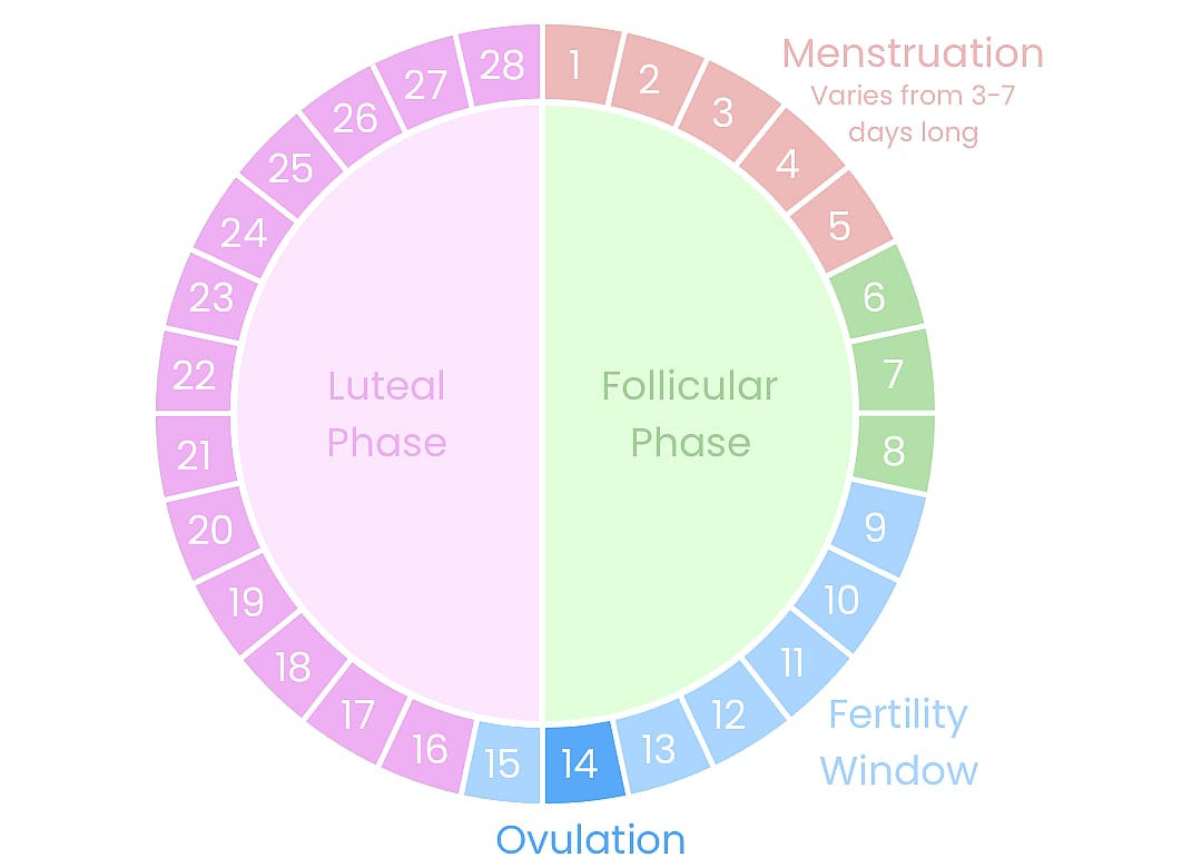 diagram showing phases of menstrual cycle within 28 days