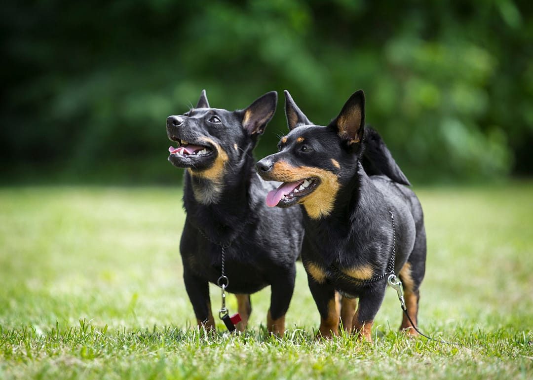 Two Lancashire Heelers stand in a field of grass.
