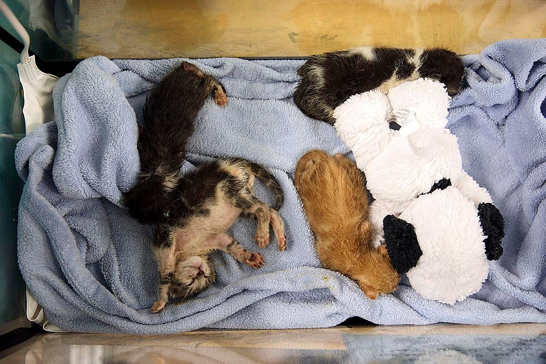 Unweaned kittens rest inside terrariums at the Best Friends Animal Society shelter.