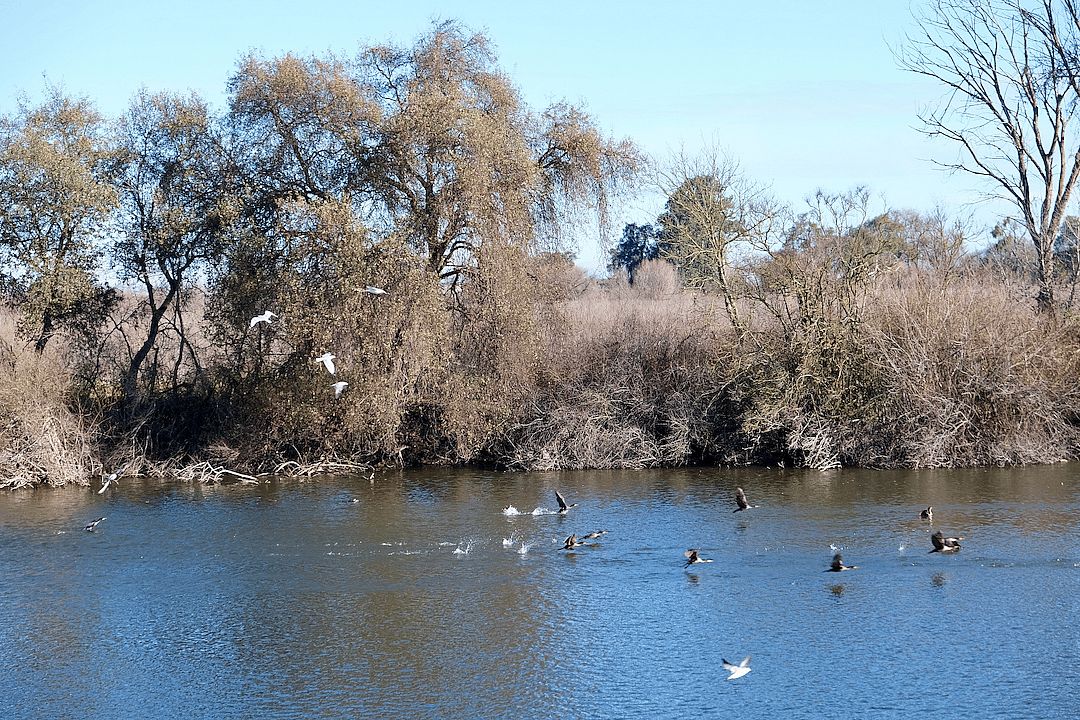 birds fly over water in dos rios preserve area