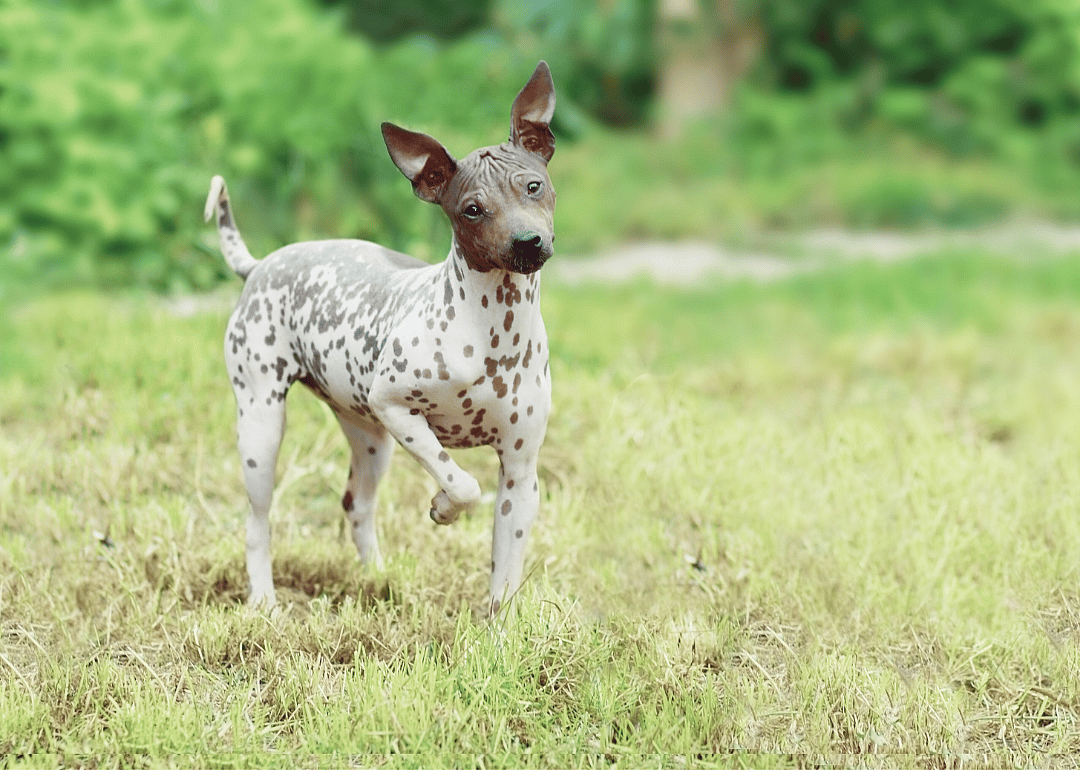 #15. American hairless terrier