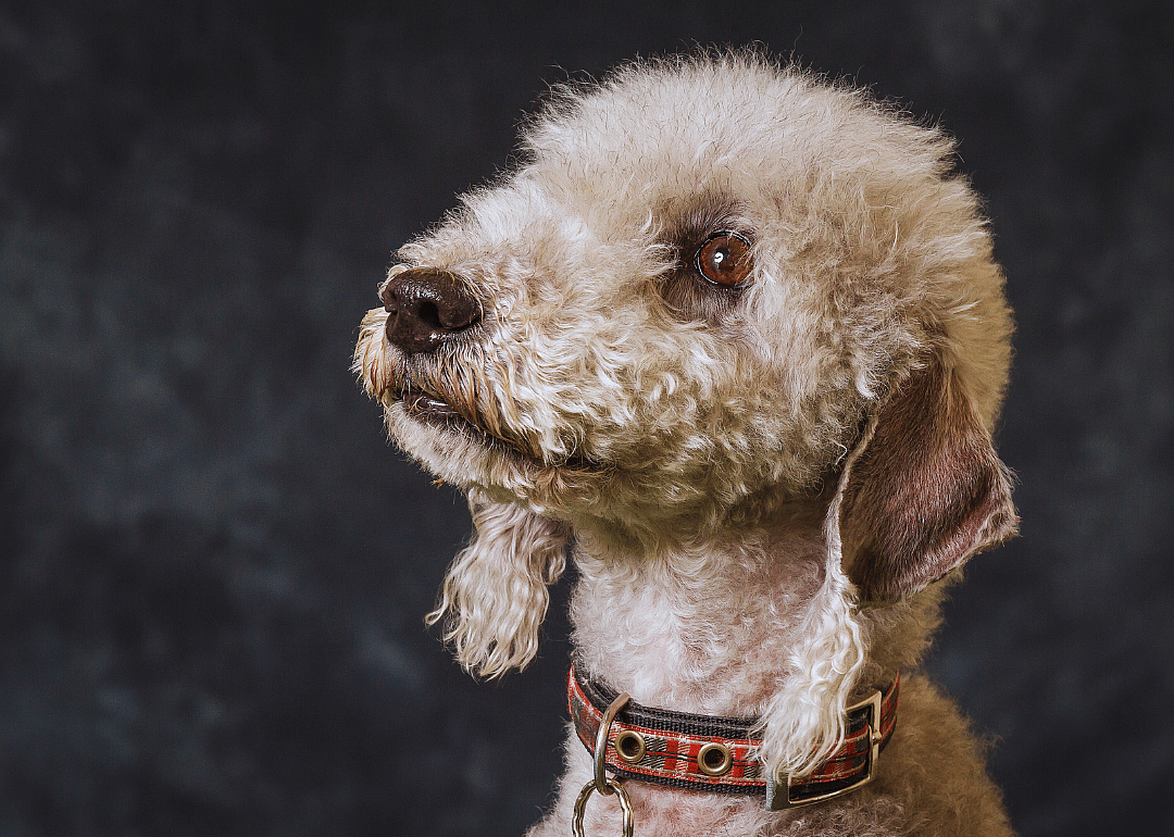 #16. Bedlington terrier