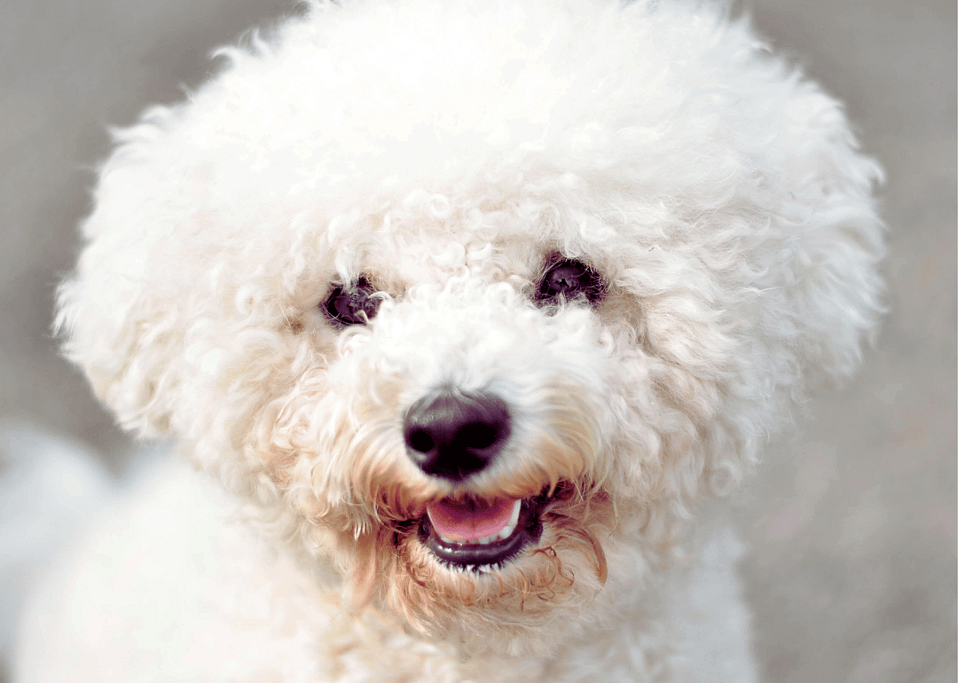 #6. Bichon frise