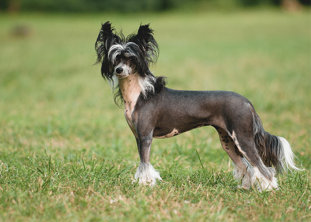 #8. Chinese crested