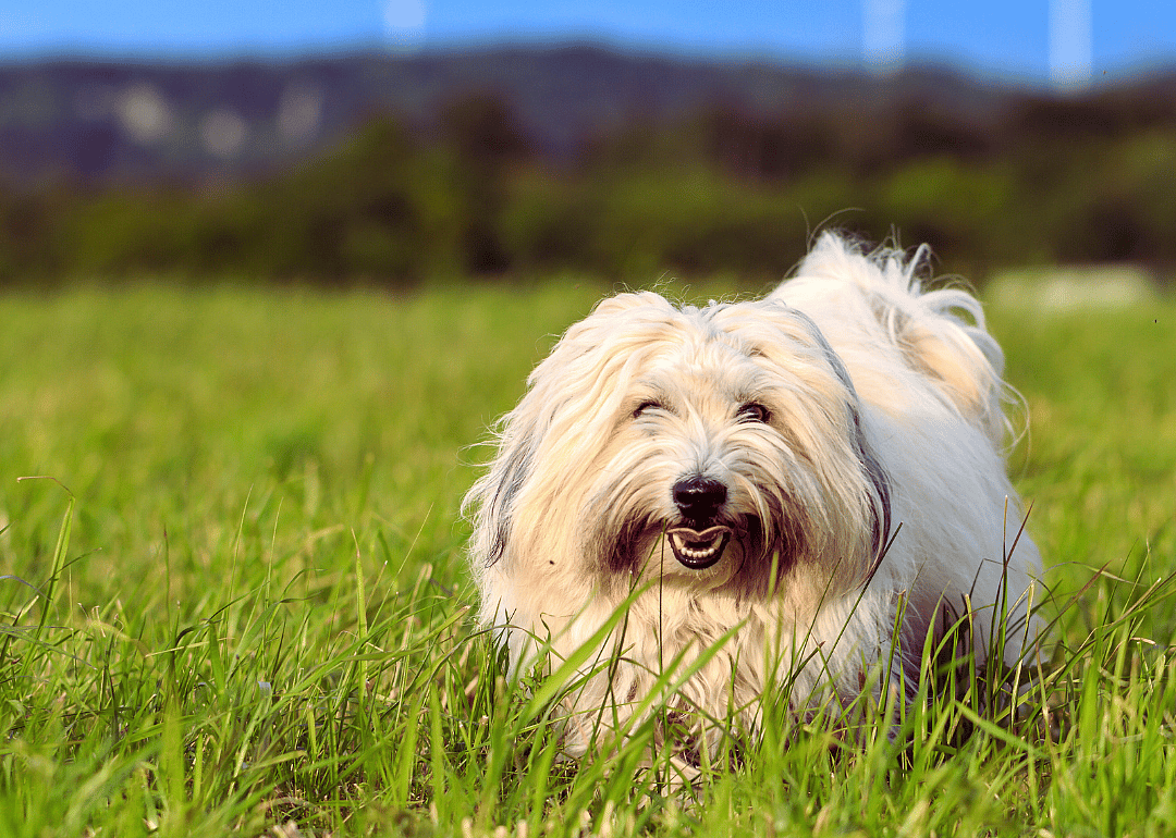 #12. Coton de Tulear