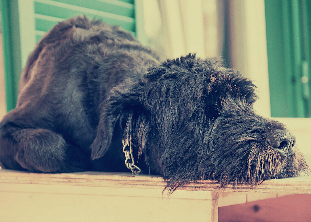 #7. Giant schnauzer