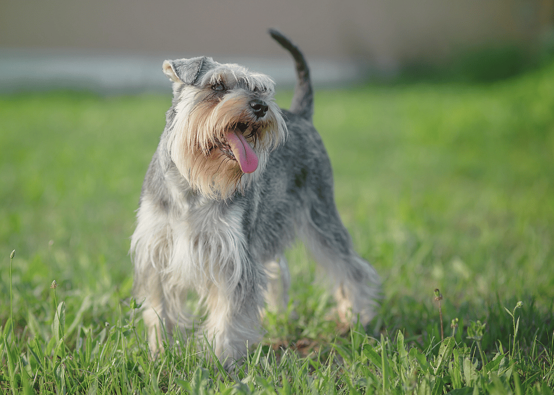 #3. Miniature schnauzer