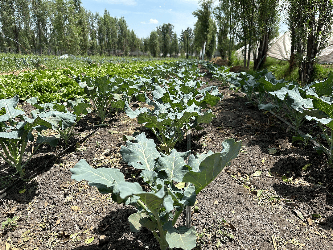 Greens and other vegetables flourish on the chinampas.