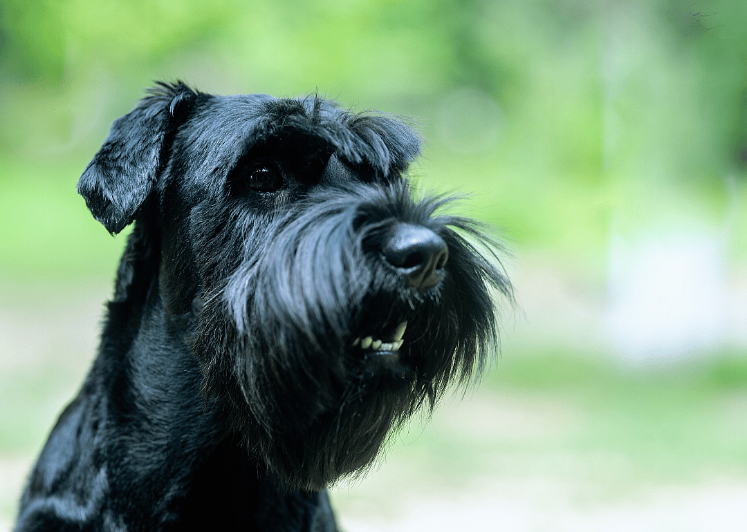 #11. Standard schnauzer