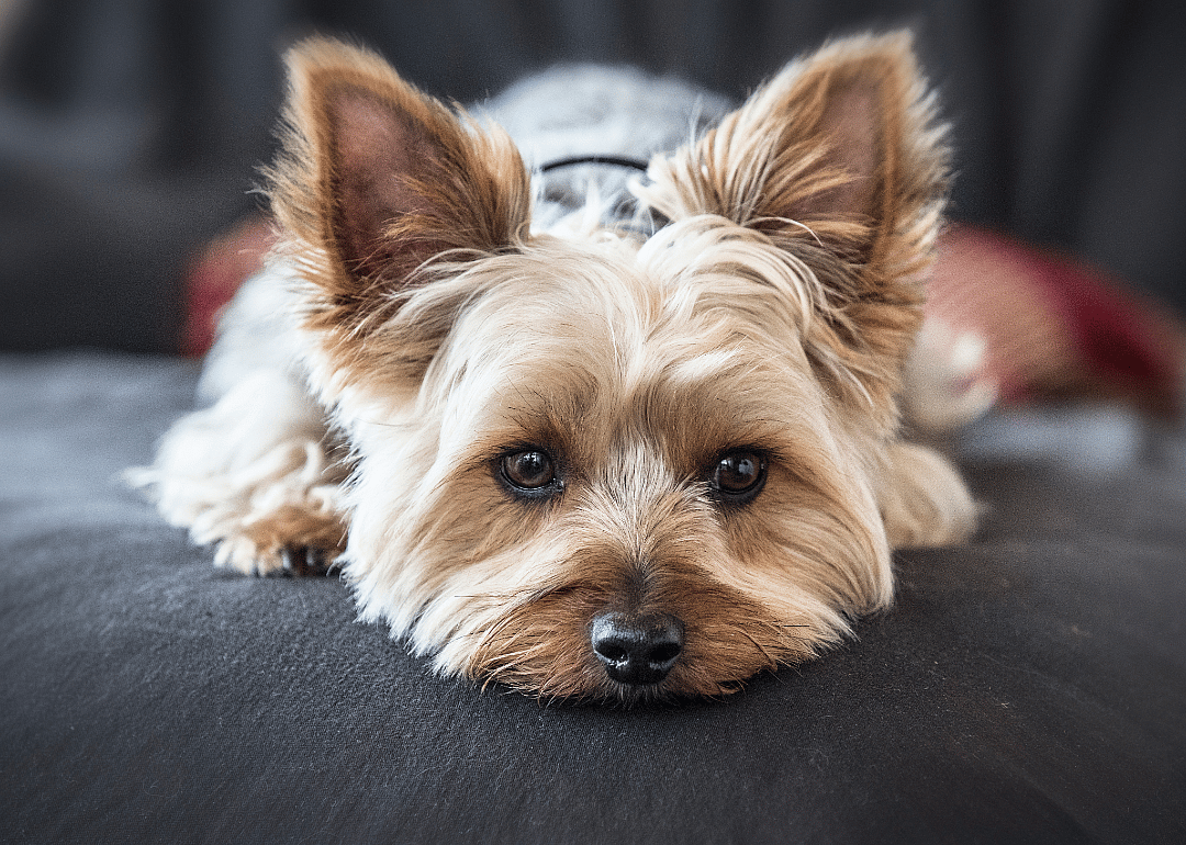 #2. Yorkshire terrier