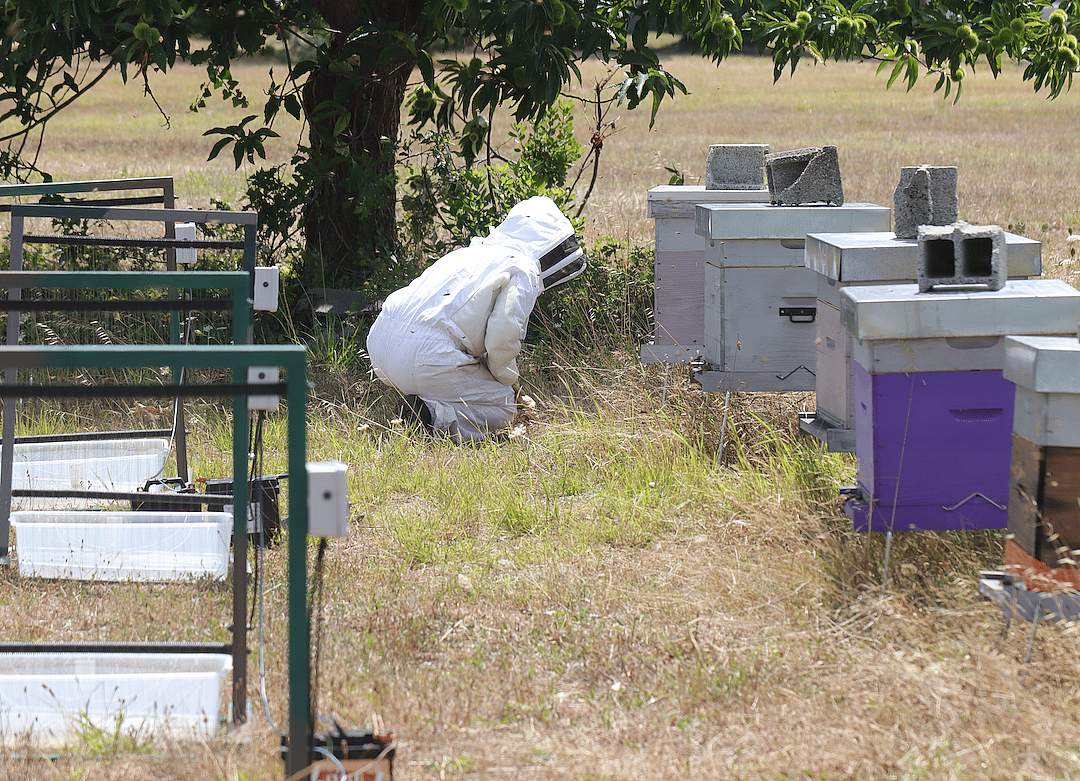 Beekeepers place the harps around their hives in positions along the hornets’ frequent flight paths.