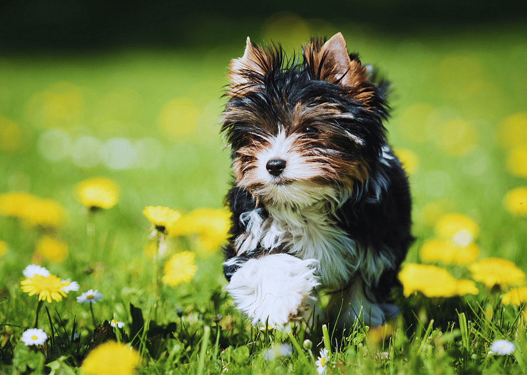 #9. Biewer terrier
