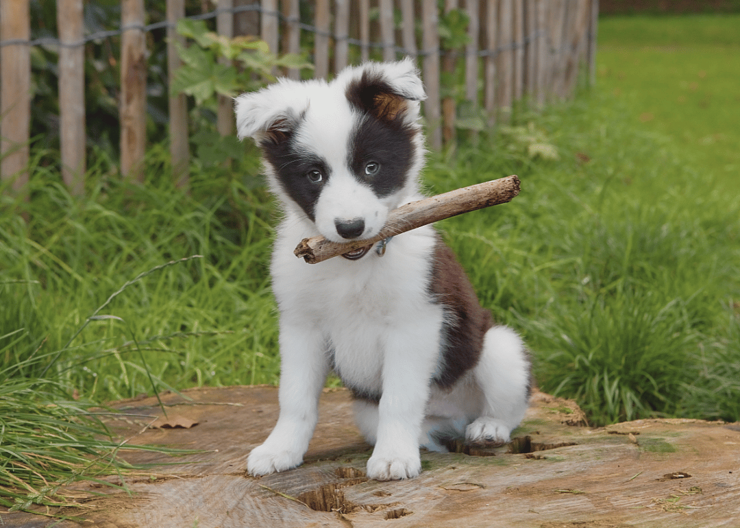 #31. Border collie