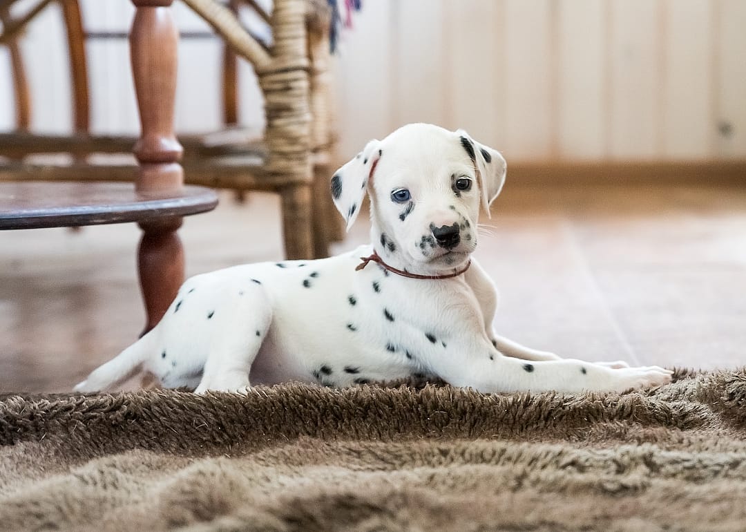 #47. Dalmatian