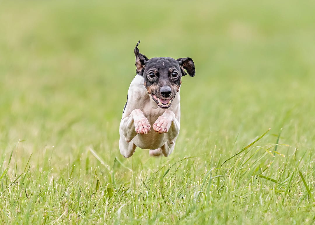 #19. Japanese terrier (tie)