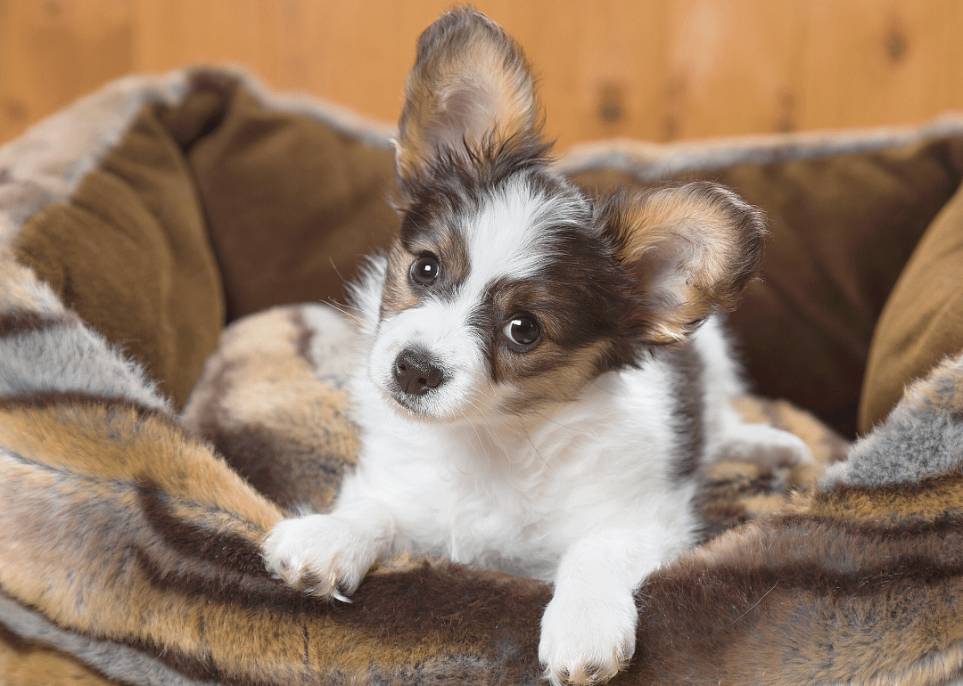 #45. Papillon