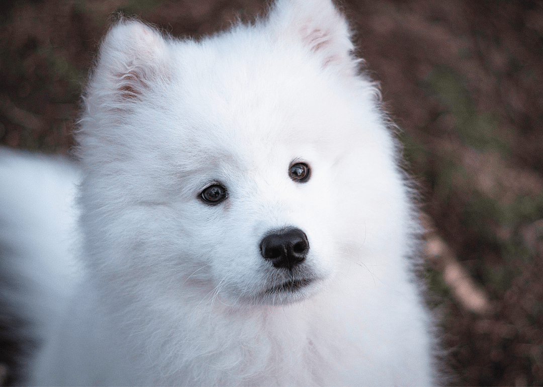 #50. Samoyed