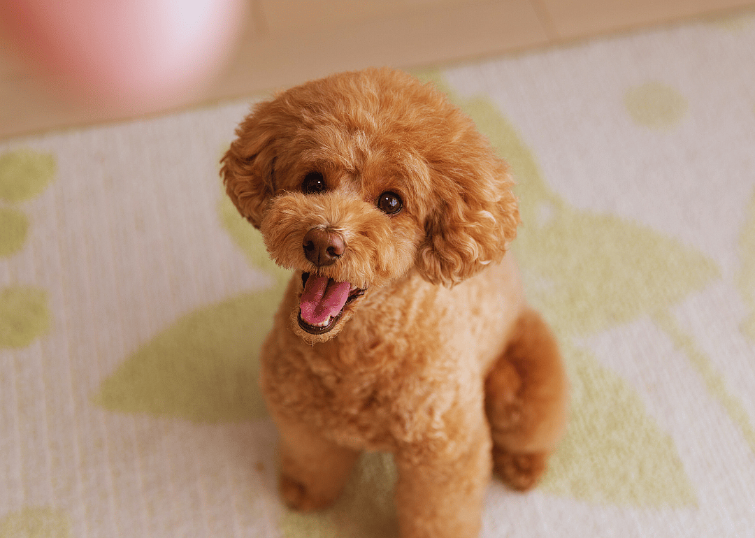 #5. Poodle (toy)