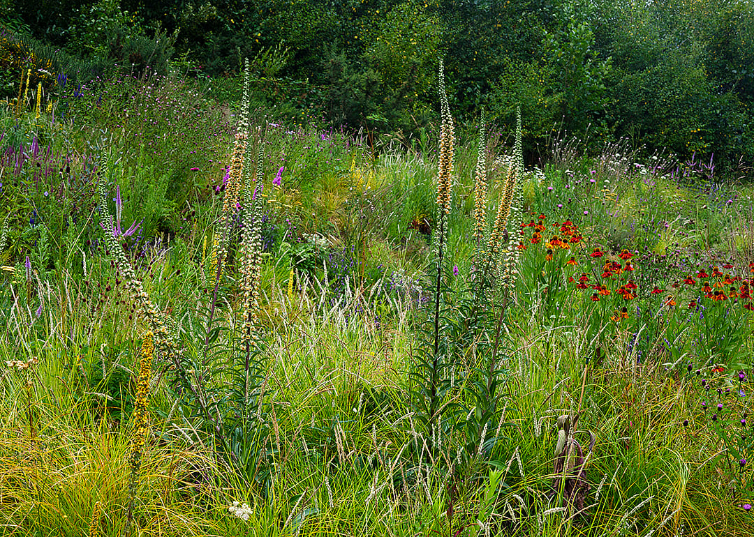 A pollinator garden.