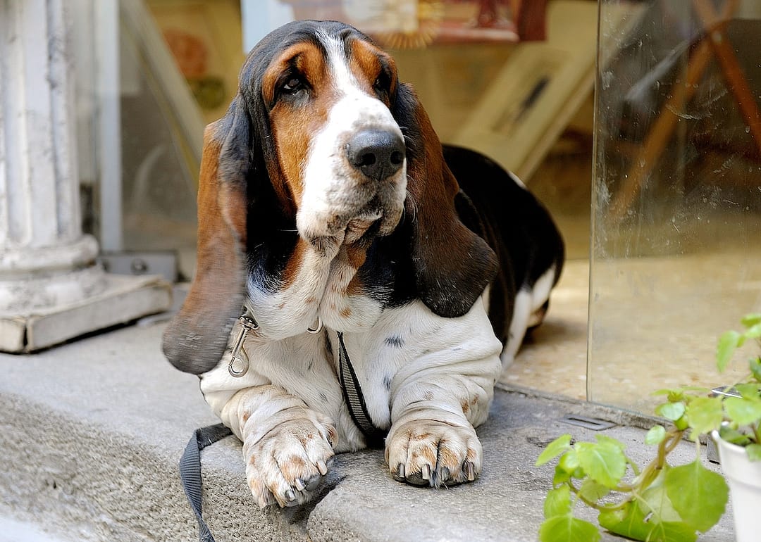 #7. Basset Hound