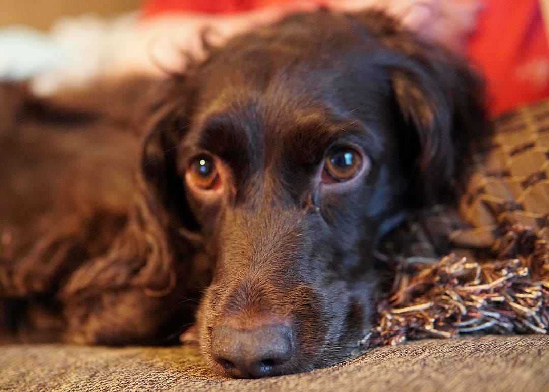 #16. Boykin spaniel