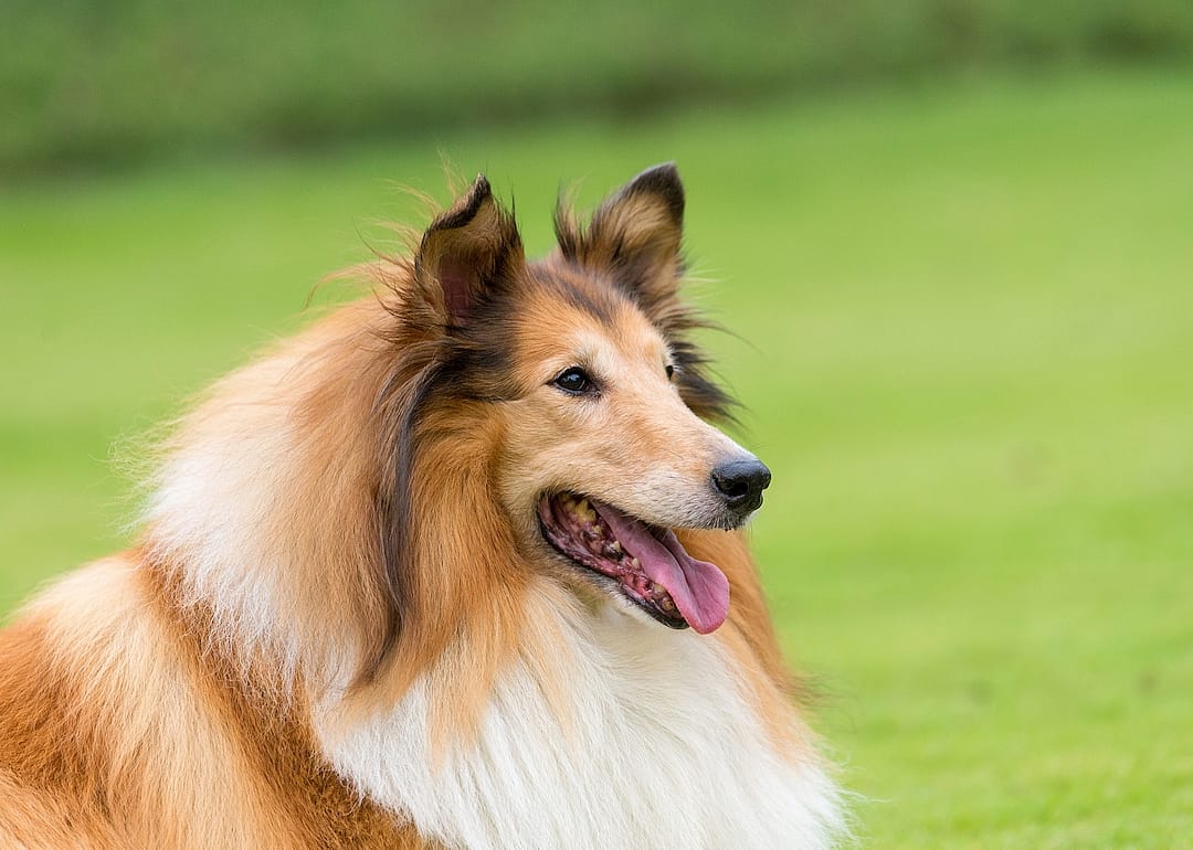 #9. Collie