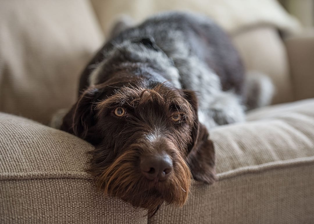 #14. German Wirehaired Pointer