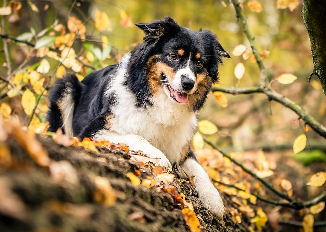 #4. Miniature American Shepherd