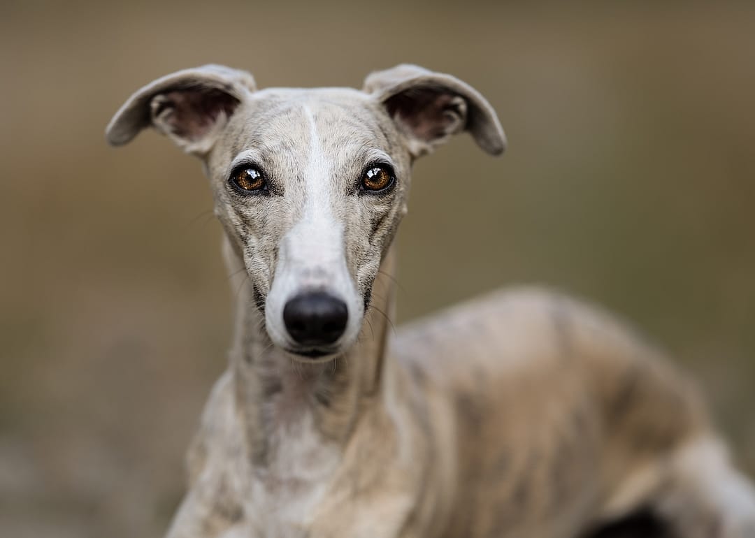 #12. Whippet