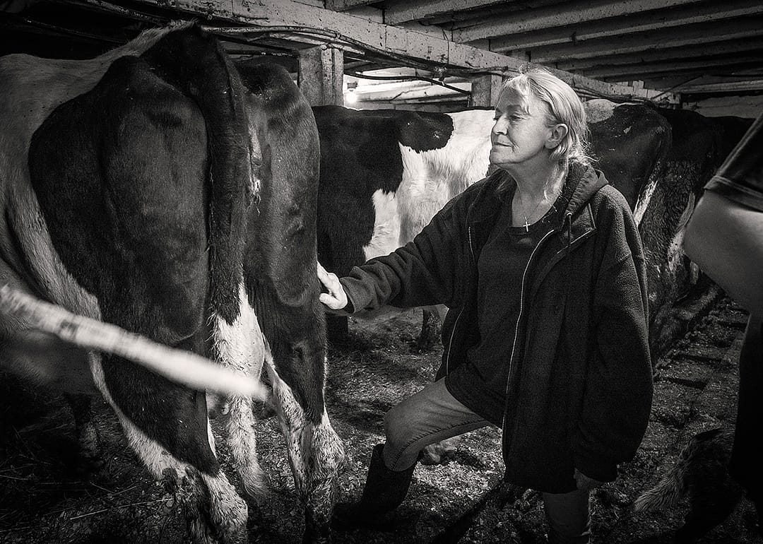 Lori, Tom’s wife, strokes a cow at the end of its days.