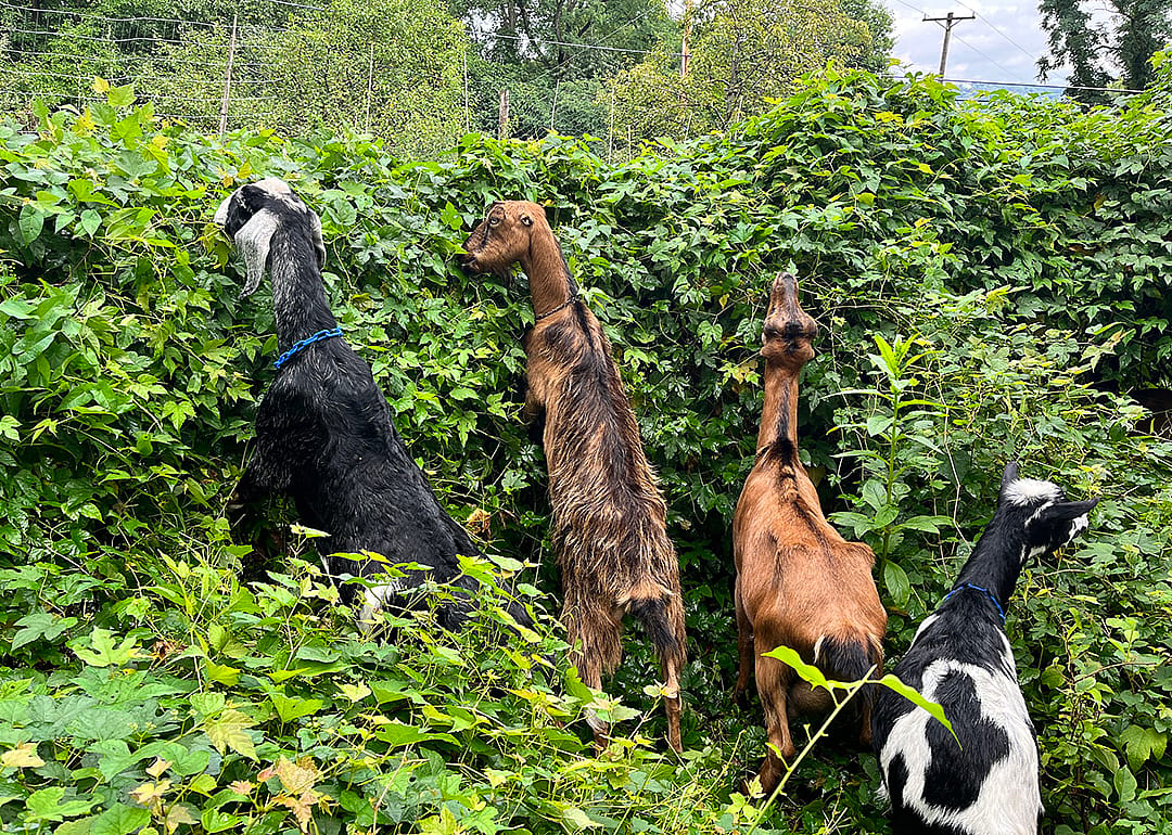 Four goats reach to eat invasive plants that have grown tall.
