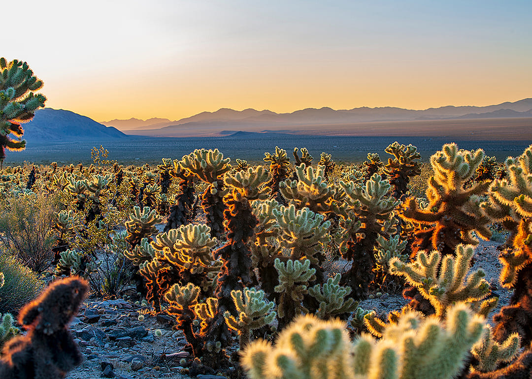 The Cholla Cactus Garden Trail in Joshua Tree National Park, California.