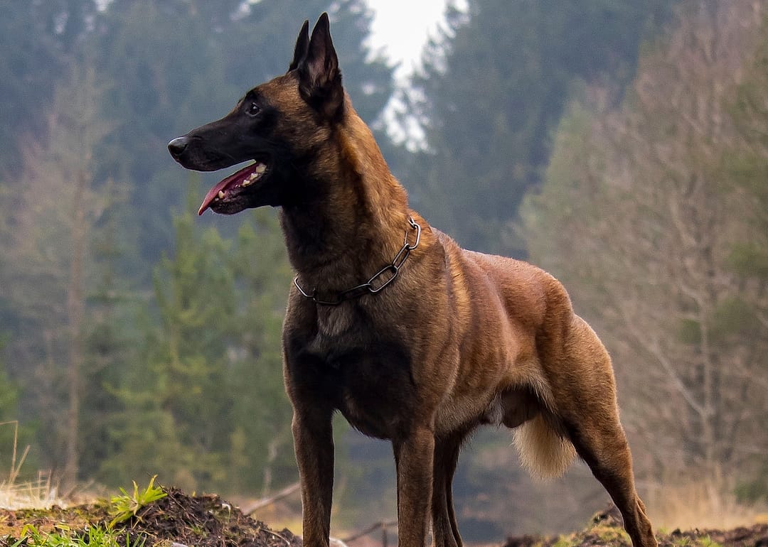A Belgian Malinois in the forest.
