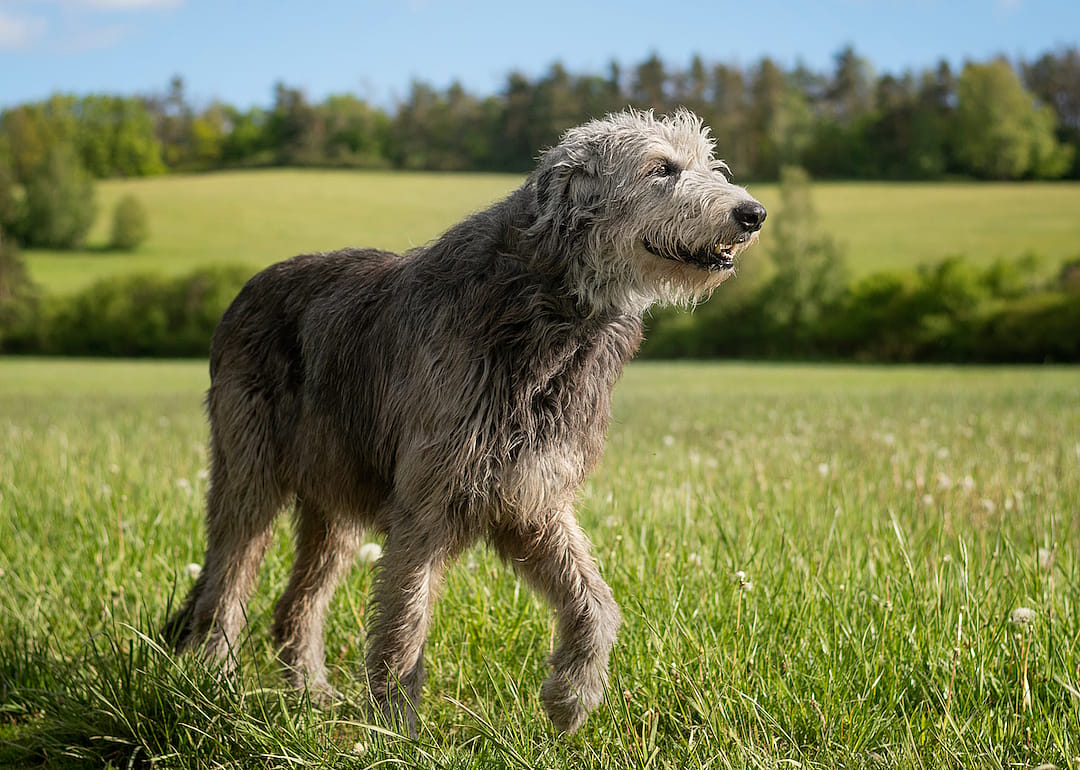 An Irish Wolfhound walks across a meadow.
