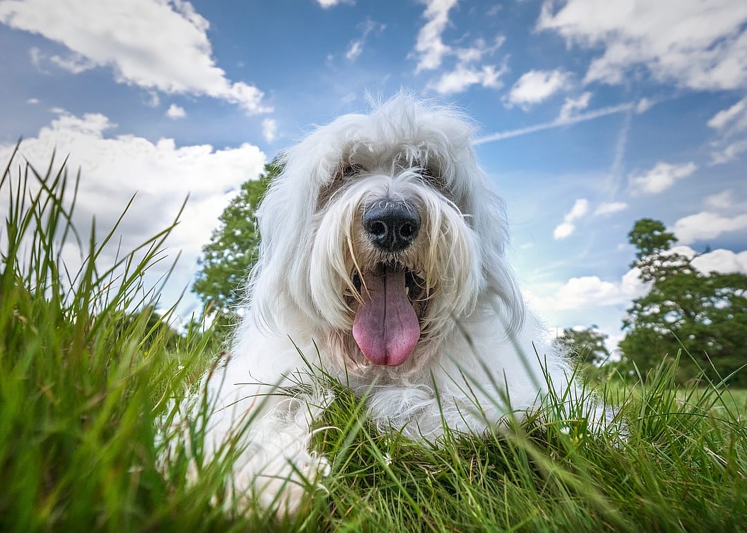 Old English Sheepdog laying in the grass.