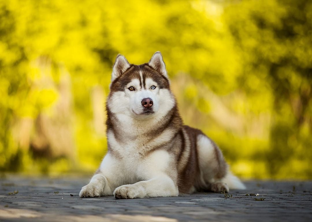 A Siberian Husky laying down outdoors.