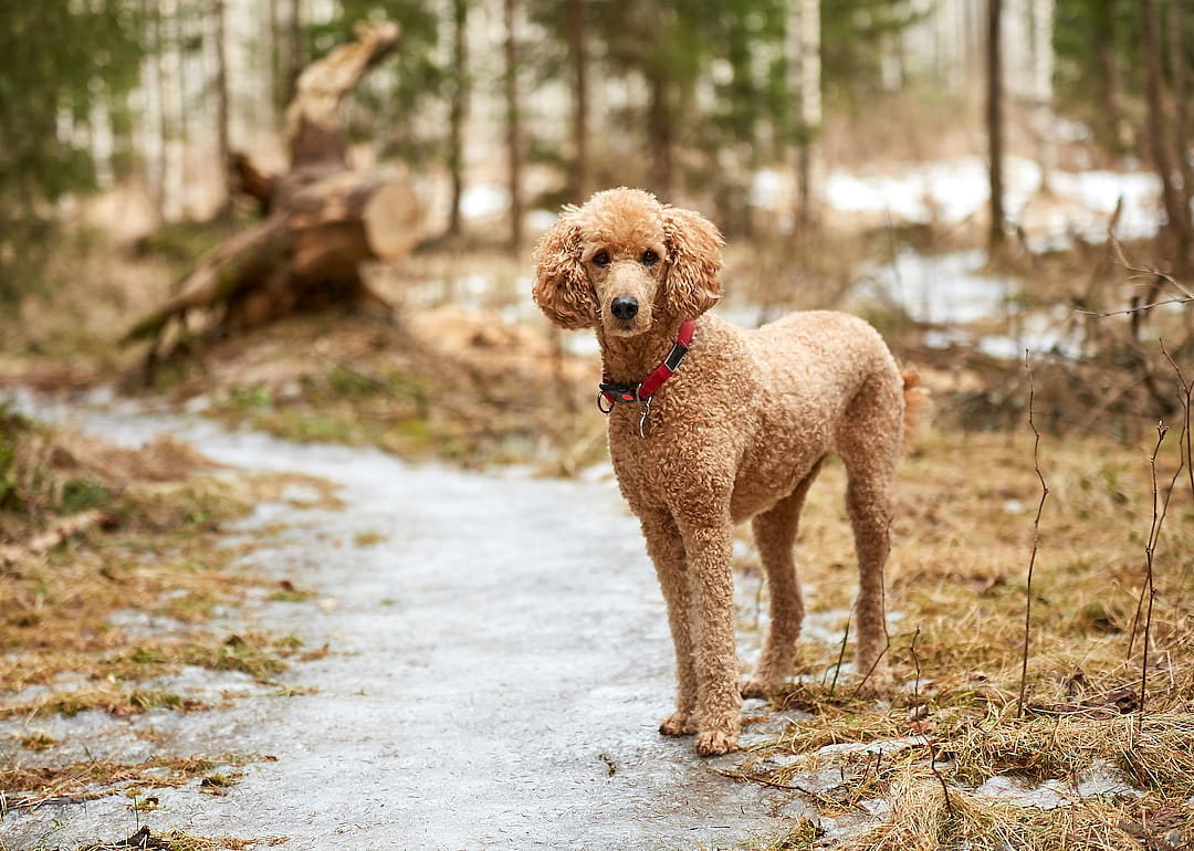 Standard poodle with red collar in forest.