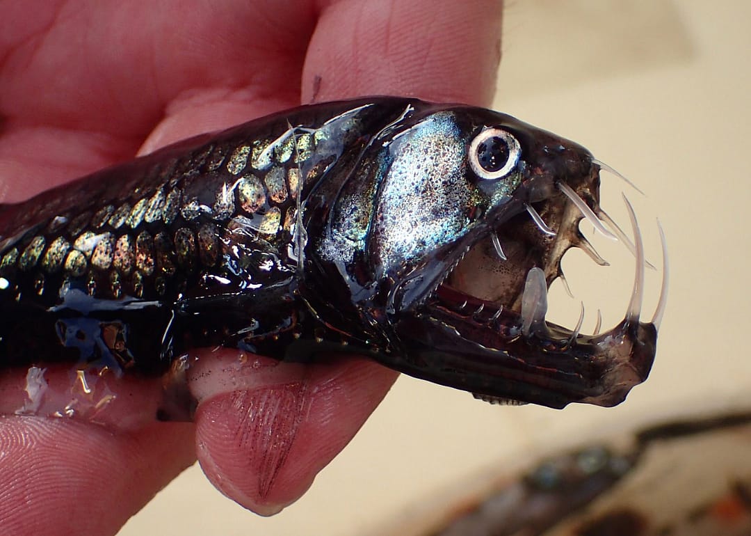 Pacific viperfish