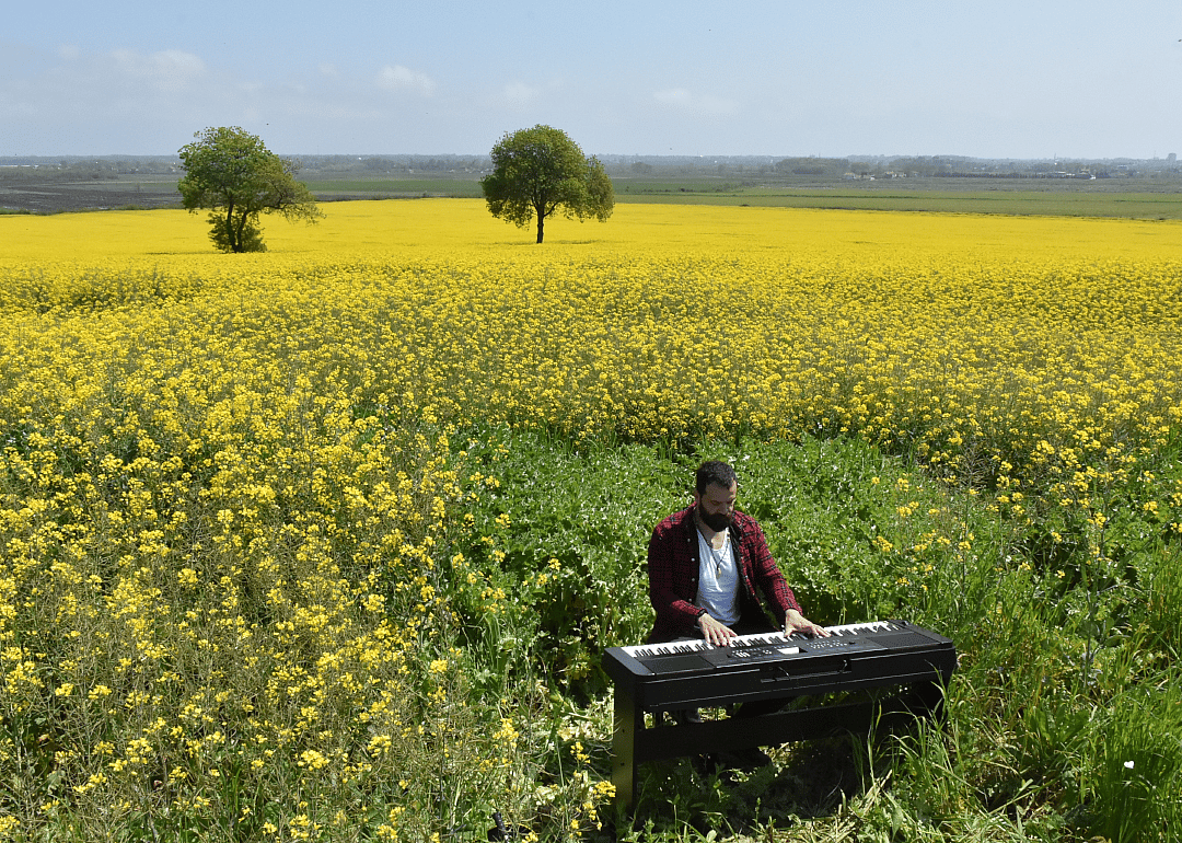Fields of gold